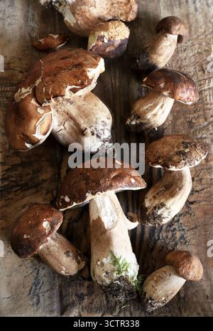 Bio-Stachelpilze isoliert auf einem hölzernen Hintergrund. Frischer Herbstpilz. Speisepilze. Draufsicht. Stockfoto
