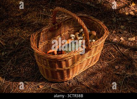 Nahaufnahme eines Korbkorbs mit frisch gesammelten Wildpilzen auf dem dunklen Waldboden im Sonnenlicht. Stockfoto