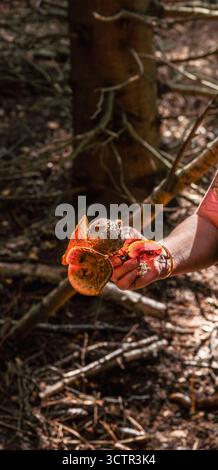 Die Hand einer Frau, die frisch gepflückte orangene und braune Wildpilze hält, beleuchtet von der Sonne im Wald. Stockfoto