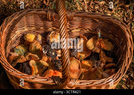 Nahaufnahme eines Korbs aus Weiden, gefüllt mit frisch geernteten Wildorangenpilzen (Lactarius deliciosus oder Safran Milk Caps) Stockfoto