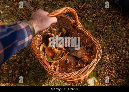 Subjektiver Blick auf die Hand eines Mannes, der einen Korb mit frisch gepflückten Orangen- und Pfifferlingspilzen in einem Herbstwald in der Region hält Stockfoto