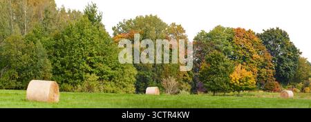 Ländliche Grasfeldlandschaft mit Baum- und Heurollen isoliert auf weiß Stockfoto