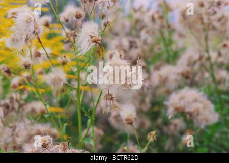 Sät Distelblüten auf einem Feld. Selektiver Fokus. Natur. Stockfoto