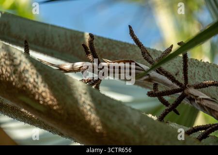 Weibliche braune Blüten der Bismark Palme, Bismarkia Nobliis, in der Nähe der Mitte des Baumes. Sie stammt aus Madagaskar und wächst im Queensland Garden, Australien. Stockfoto