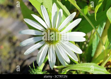 EinzelNahaufnahme eines weißen Koneflors mit schlanken Blütenblättern und grüner gelber Mitte. Echinacea purpurea 'Alba'. Stockfoto