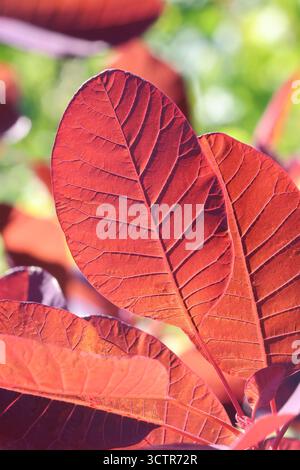 Einzelnes hintergrundbeleuchtetes leuchtendes rot-orangenes Blatt des Rauchbuschs. Cotinus „Grace“ Stockfoto