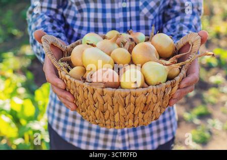 Ein Bauer, der eine Zwiebelernte hält. Selektiver Fokus. Essen. Stockfoto