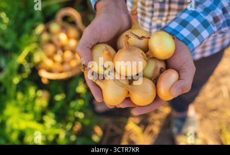 Ein Bauer, der eine Zwiebelernte hält. Selektiver Fokus. Essen. Stockfoto