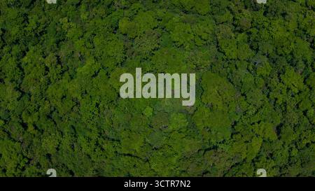 Horizontale Drohnen-/Luftaufnahme mit Blick auf unberührte, üppige Regenwaldddächer, am Kinabatangan River, Sabah, Borneo, Malaysia Stockfoto