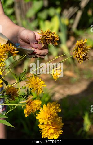 Nahaufnahme der Hände, die trockene gelbe Blüten mit der Gartenschere schneiden. Saisonale Gartenarbeit, Pflanzenpflege, Beschneiden und Herbstvorbereitung im Hinterhof Stockfoto