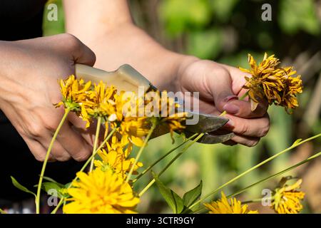 Nahaufnahme der Hände, die trockene gelbe Blüten mit der Gartenschere schneiden. Saisonale Gartenarbeit, Pflanzenpflege, Beschneiden und Herbstvorbereitung im Hinterhof Stockfoto