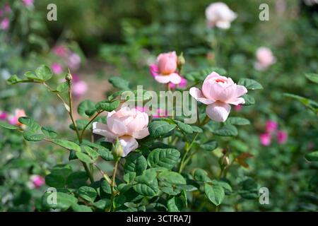Blassrosa Sommerblumen von wiederholt blühenden Strauchrosen, rosa Königin von Schweden UK Garten September Stockfoto