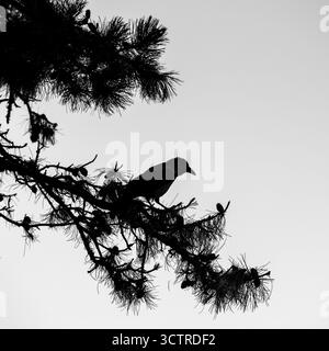 Silhouette eines Vogels, der auf einem Tannenzweig gegen den Himmel thront. Stockfoto