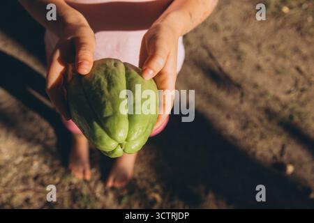 Kind, das frische Chayote in der Hand hält. Nahaufnahme des grünen Chayoten, auch bekannt als Gemüsebirne oder Mirliton, der im Garten angebaut wird. Konzept der Exotic fr Stockfoto