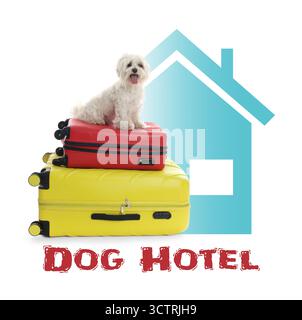 Haustierhotel. Niedlicher maltesischer Hund und Koffer vor weißem Hintergrund Stockfoto