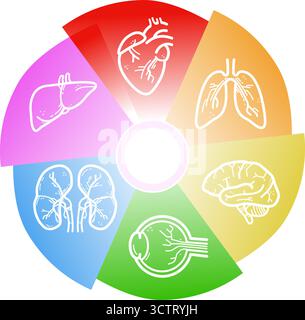 Infografik von sechs menschlichen Organen in Kreisdiagramm-Vektorillustration Stock Vektor