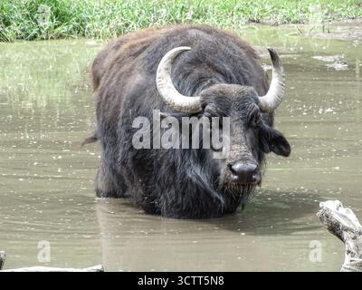 Hauswasserbüffel (Bubalus bubalis) im Wasser Stockfoto