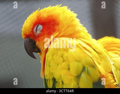 Sonnenbarsch Papagei (Aratinga solstitialis) Stockfoto