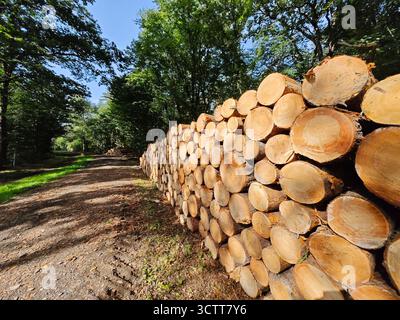 Hohe Bäume umgeben einen Weg, auf dem sich ordentlich gestapelte Baumstämme aneinander Reihen und frisch geschnittenes Holz mit sichtbaren Ringen zeigen. Sonnenlicht filtert durch die Blätter Stockfoto