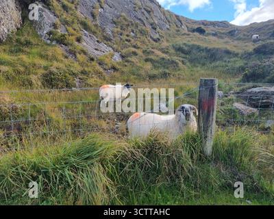 Schafe in der Nähe der Straßen des Killarney National Park Irland Stockfoto