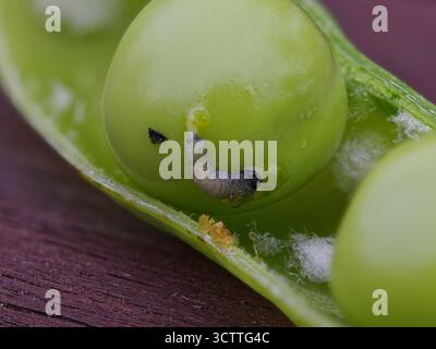 Eine Kugel grüner Erbsen mit einem kriechenden Wurm Stockfoto