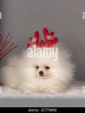 Flauschiger weißer Pommerscher Welpe mit rotem Glitzergeweih mit Schneeflocken-Design auf weichem Pelzteppich vor grauem Hintergrund. Stockfoto