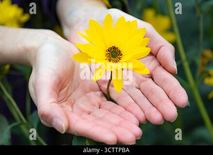 Mädchen, das große gelbe Gänseblümchen hält — Nahhand Wildblume mit grünem Bokeh Hintergrund Stockfoto