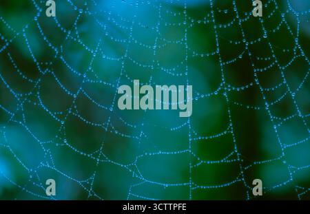 Taugeküsste Spiderweb Eine Studie in BlueShot auf einer Sony a6700 Kamera mit einem 100-mm-Laowa-Makroobjektiv Stockfoto