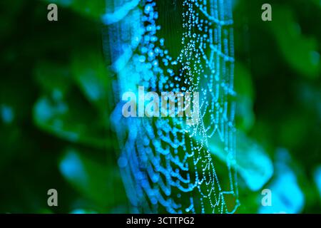 Taugeküsste Spiderweb Eine Studie in BlueShot auf einer Sony a6700 Kamera mit einem 100-mm-Laowa-Makroobjektiv Stockfoto