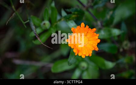 Foto mit Nahaufnahme zarten Blüten der Ringelblume medizinischer Freiraum wilder Gerbera Makrotropfen von Wassertau auf Blütenblättern Stockfoto