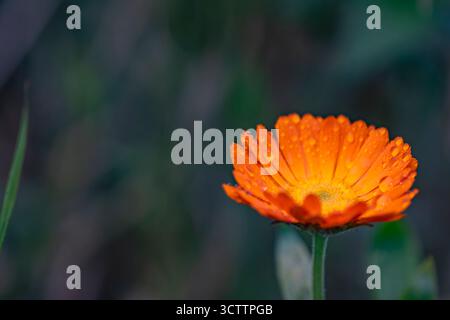 Foto mit Nahaufnahme zarten Blüten der Ringelblume medizinischer Freiraum wilder Gerbera Makrotropfen von Wassertau auf Blütenblättern Stockfoto