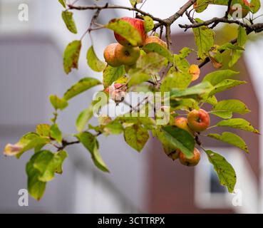 Nahaufnahme von Äpfeln im Herbstparadies auf einem Baum, frische Äpfel in natürlichem Licht Stockfoto