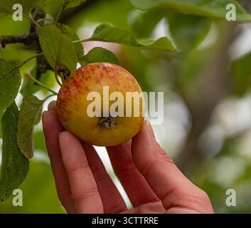 Nahaufnahme von Äpfeln im Herbstparadies in Händen, frischen Äpfeln auf Baumzweigen Stockfoto