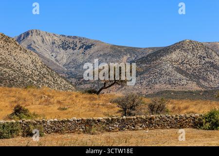Malerische Landschaft mit markantem schwarzem Stamm und grünen Blättern in der Tallücke vor dem zeus und hinter einer Trockenmauer Stockfoto