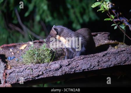Pinienmarder (Martes Martes) an der Fütterungsstation, Inshriach Wildtiervermietung, Cairngorms, Schottland Stockfoto