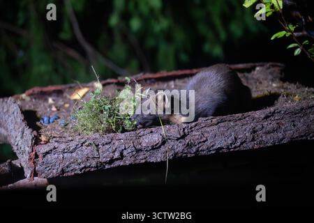 Pinienmarder (Martes Martes) an der Fütterungsstation, Inshriach Wildtiervermietung, Cairngorms, Schottland Stockfoto