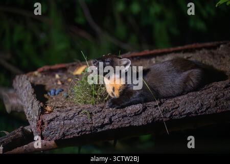 Pinienmarder (Martes Martes) an der Fütterungsstation, Inshriach Wildtiervermietung, Cairngorms, Schottland Stockfoto