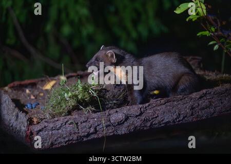 Pinienmarder (Martes Martes) an der Fütterungsstation, Inshriach Wildtiervermietung, Cairngorms, Schottland Stockfoto