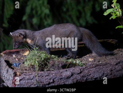 Pinienmarder (Martes Martes) an der Fütterungsstation, Inshriach Wildtiervermietung, Cairngorms, Schottland Stockfoto