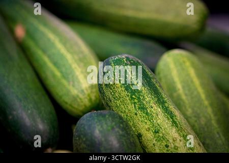 Frische Grüne Gurken in einem Marktstand Stockfoto
