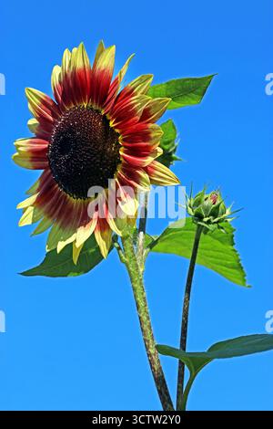 Helianthus annuus Ring of Fire (Sonnenblume). Niedriger Winkel mit Blick auf rote und gelbe Blume vor einem hellblauen Himmel Stockfoto
