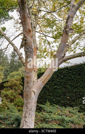 Betula Ermanii oder auch Ermans Birch genannt, mit weißer Silberrinde, die sich abblättert Stockfoto