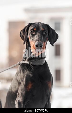 Doberman Porträt mit ernstem Ausdruck während eines winterlichen Stadtwanderns vor verschwommenem Architekturhintergrund. Stockfoto