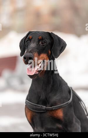 Porträt von Doberman mit offenem Mund, Schneehintergrund, hellen Augen und glänzendem Fell. Stockfoto