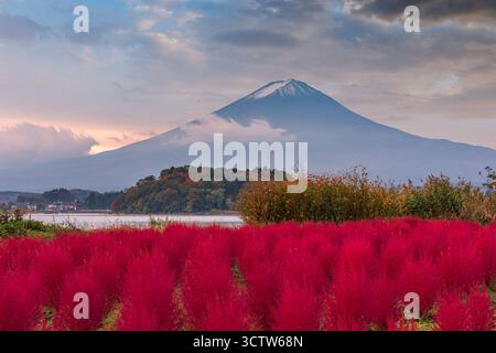 Fuji Mountain, Japan, mit Kokia-Büschen im Oishi Park im Herbst. Stockfoto