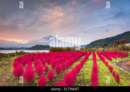 Fuji Mountain, Japan, mit Kokia-Büschen im Oishi Park im Herbst. Stockfoto
