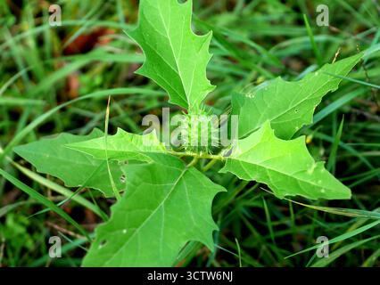 Blätter und unreife Samenkapsel der giftigen blühenden Pflanze Datura stramonium (Dornapfel, Dornapfel, Jimsonweed, Teufelstrompete), die in einem Garten in Ungarn wächst Stockfoto