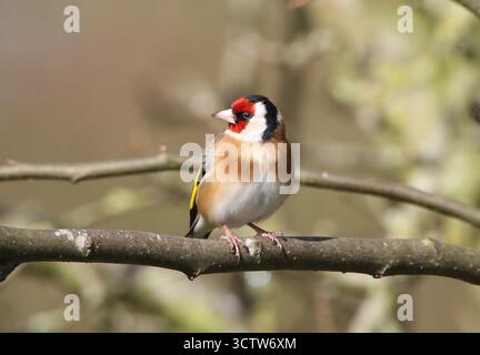 Europäischer Goldfinch, Carduelis carduelis, sitzt im Winter auf einem Baum. Norfolk, England. Stockfoto