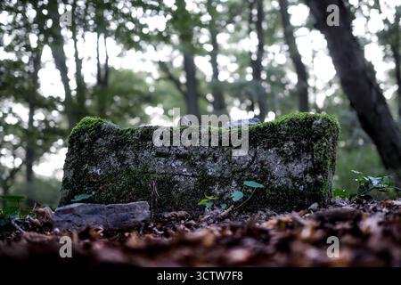 Moosbedeckter, gebrochener jüdischer Grabstein, der auf dem Waldboden auf einem verlassenen Friedhof in der Slowakei liegt, umgeben von gefallenen Blättern und bewachsener Natur. Stockfoto