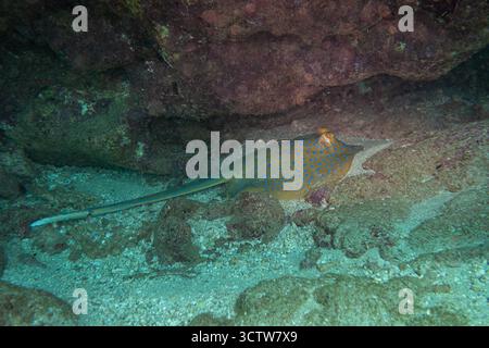 Blue Spoted Ray am Ningaloo Coral Reef, Western Australia, Australien Stockfoto